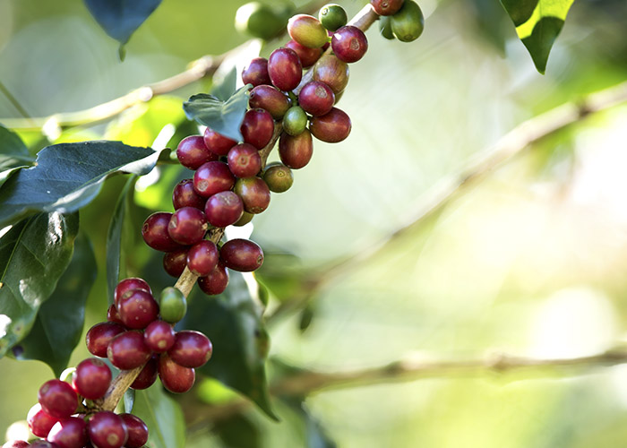 Produtividade média dos Cafés do Brasil estimada para 2023 é de 29 sacas por hectare